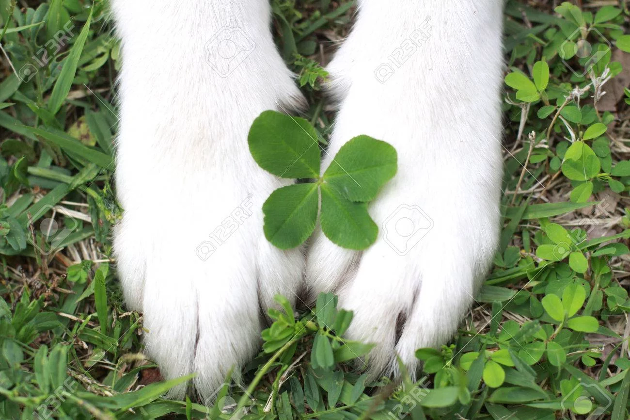 30787549-the-dog-and-four-leaf-clover.webp
