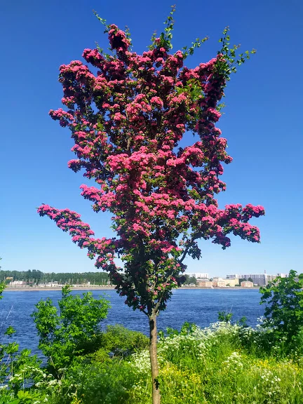 30795501.webp