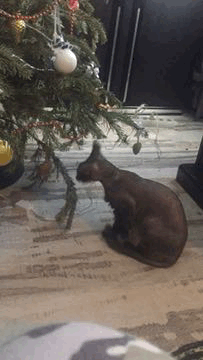 31040493f88c80a37e1.gif