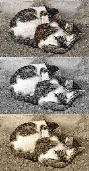 313px-Sepia_sample.jpg