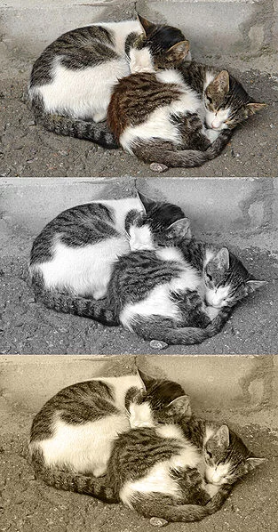 313px-Sepia_sample.webp