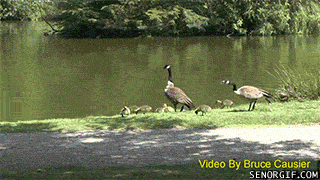 316221_950116.gif