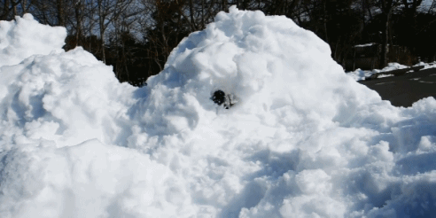 316951.gif