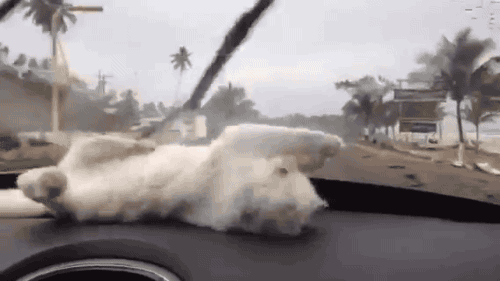317161.gif