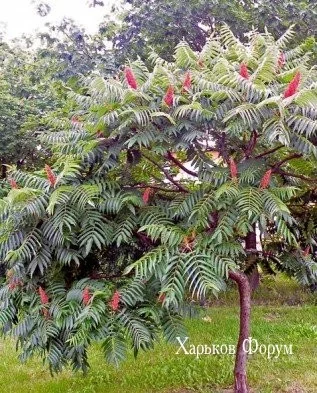 31b1b3ad98543b90.webp