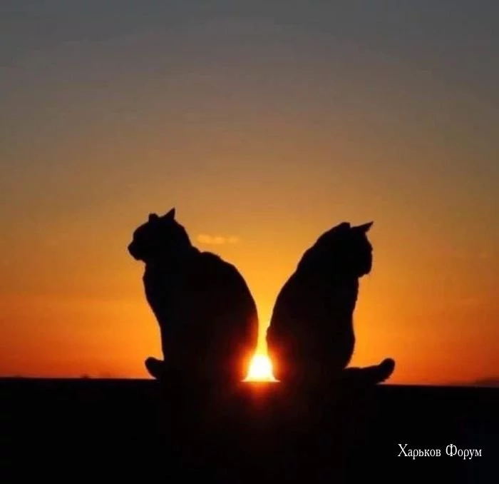 31e010ecfa45e64f5bd1fca.webp