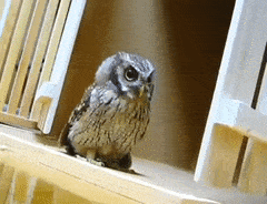 31e2806075f8545071b4.gif