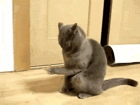 321145_600.gif