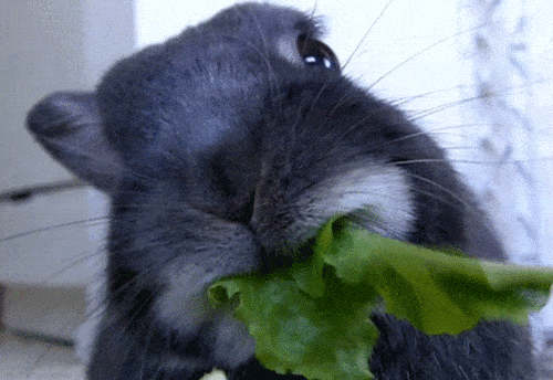 325a0784e6e5352b1417c4.gif