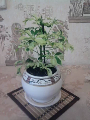 3289892_m.webp