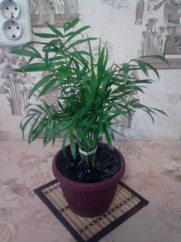 3289893_m.webp