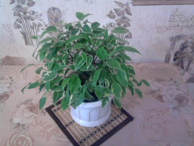 3289894_m.webp
