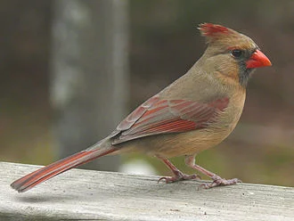 330px-Northern_Cardinal_Female-27527.webp
