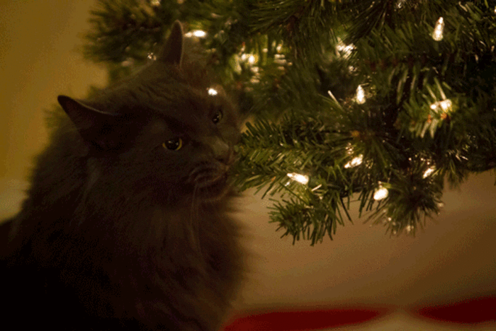 337116b92a3cce82c15.gif
