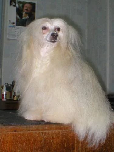 338686462.webp