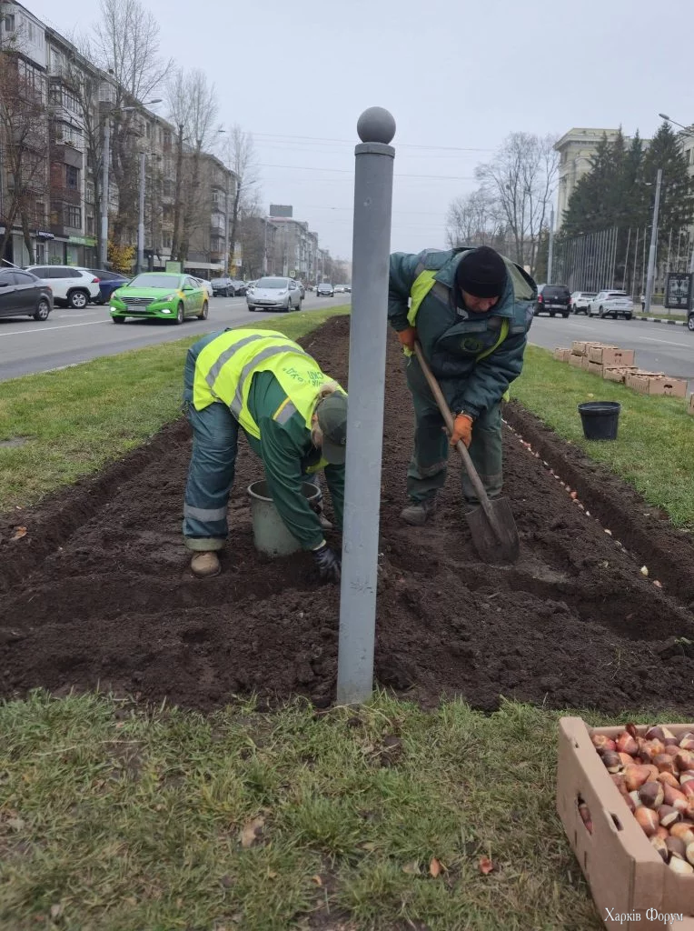 тюльпаны высаживают в Харькове