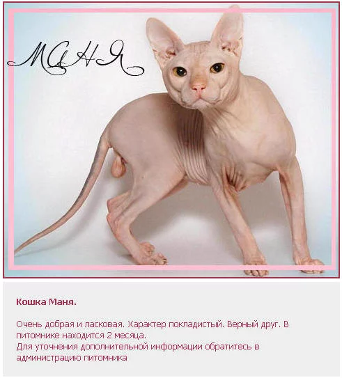 3401707-ManyathePussy.webp