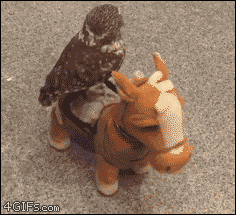 341677d9de0e751f16.gif