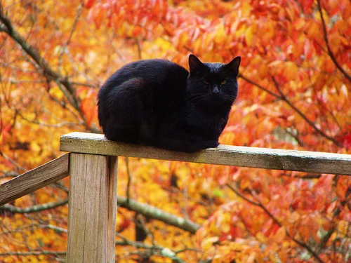 34381-Pretty-Black-Cat-Enjoying-Autumn-Weather.webp