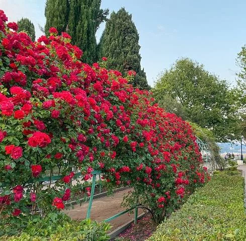 34564457_m.webp