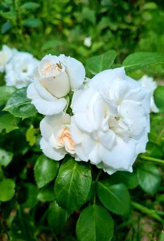 35015659_m.webp