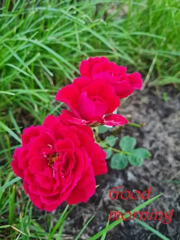 35239616_m.webp