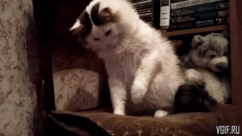 35254ff540eacd4a69c.gif