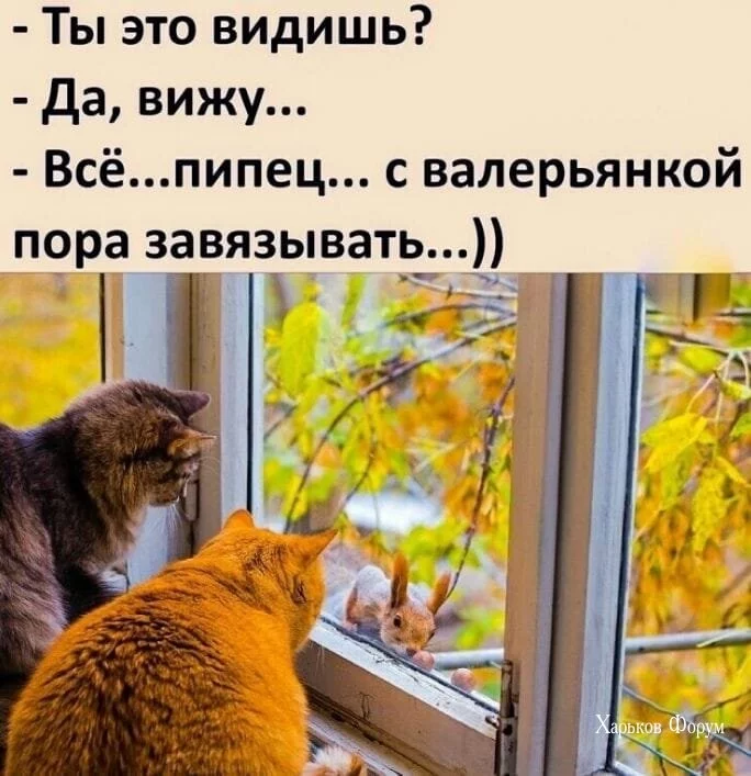 35967b70972cd240443c.webp
