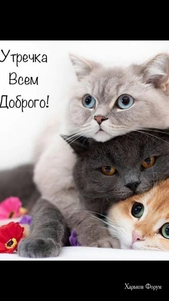 35b00f1990c13d01a32198.webp