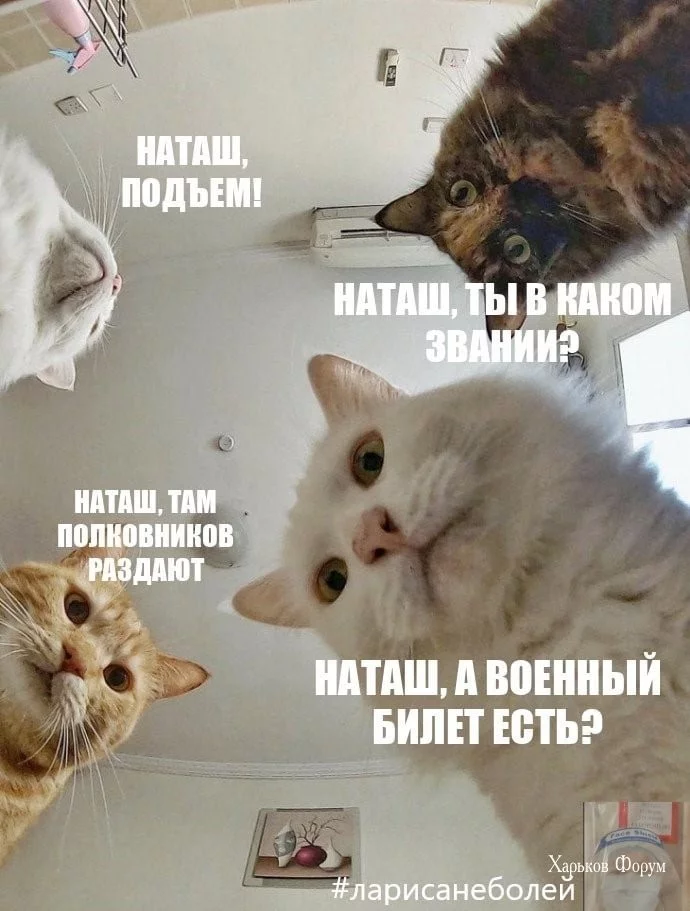35f6d0c9a53da14fd8ed76.webp