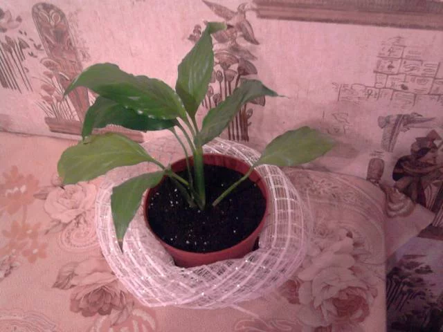3620900_m.webp