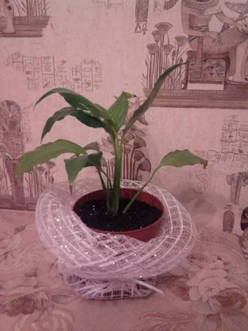 3620901_m.webp
