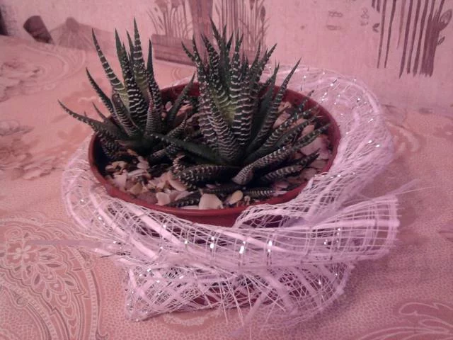 3620902_m.webp