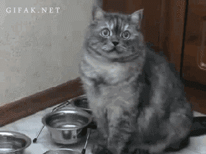 3624fc890786418f0162ca8.gif