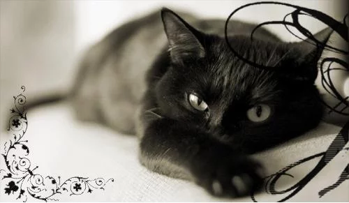 36542650_koshka.webp