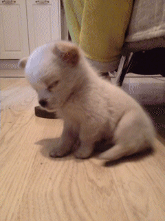 36d65b710569855dc7153ed7.gif