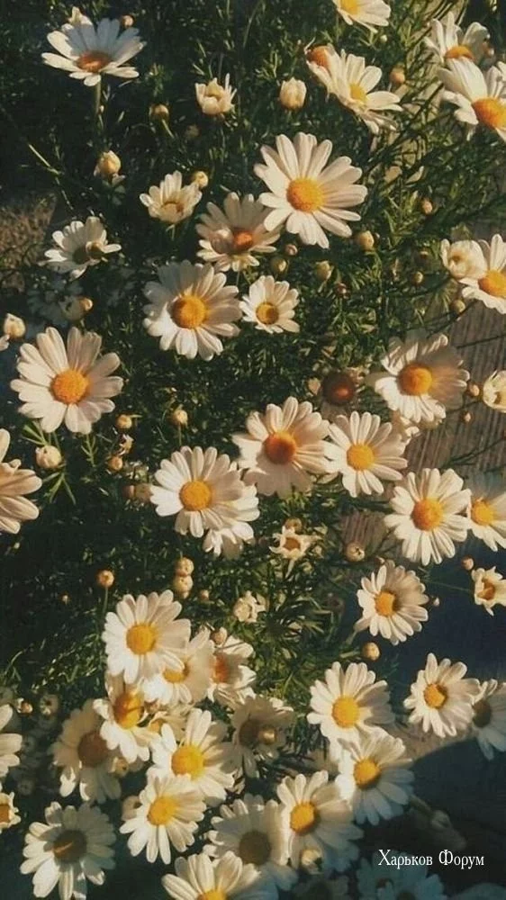 3703c3c684364ec83.webp