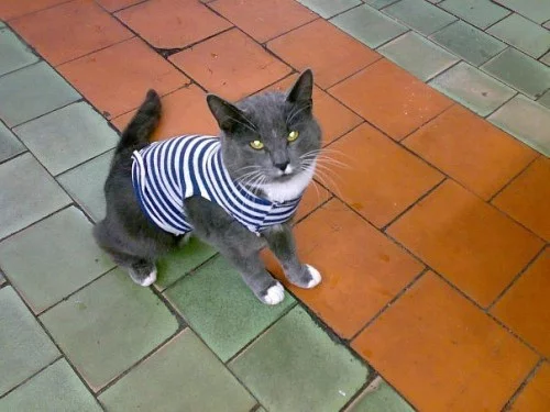 37253_625.webp