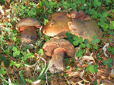 375px-Boletus_luridus.jpg