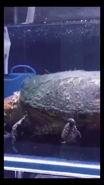 376d32d6ec22c516cde.gif