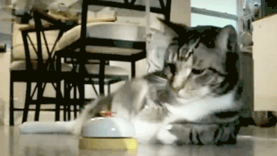 37808b080696e07429.gif