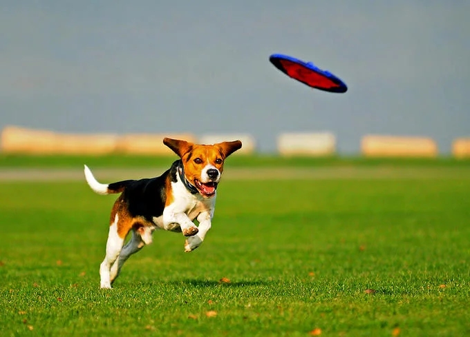 37854150_1230751615TJ9tgEz.webp