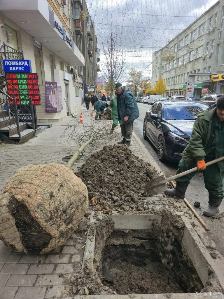 Висадка лип у центрі Харкова у жовтні 2025 року