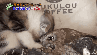 37b554025664ee0325.gif