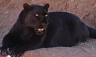 380px-Blackleopard.webp