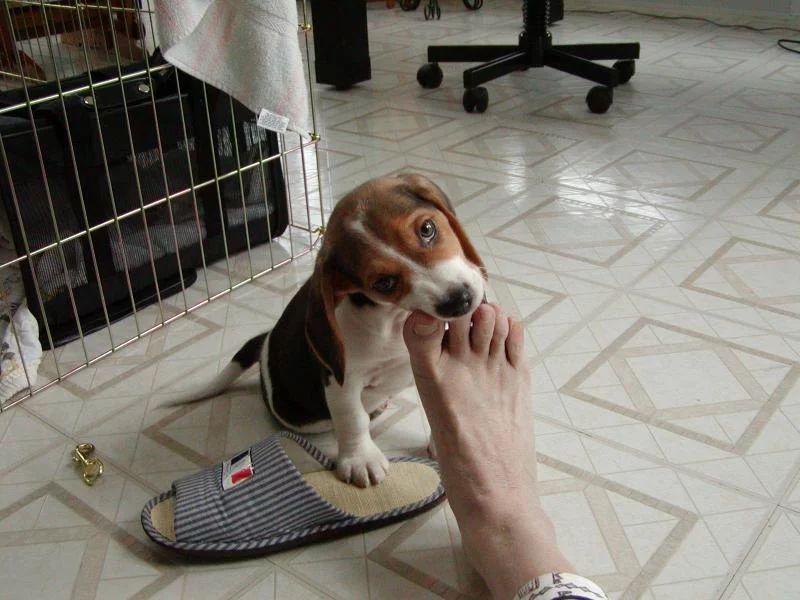 38484495.TasteFunny.webp