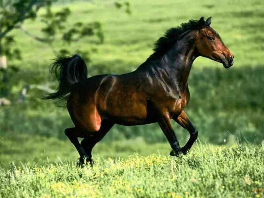 38889415_1233254990_1543.webp