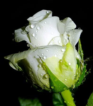 3897.webp