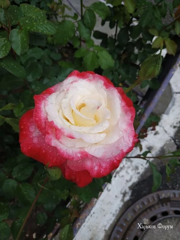 38c8ba2e7d6981d950751.webp