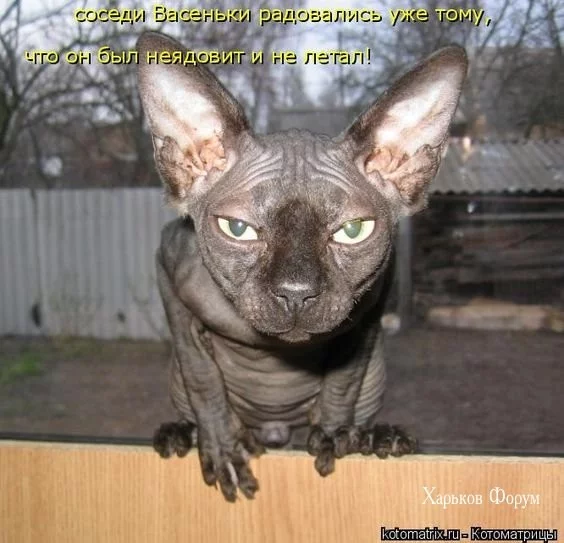 38e50704f11ef3239.webp